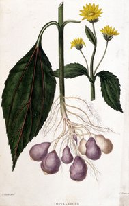 Topinambur - deska botaniczna autorstwa Unknown artist