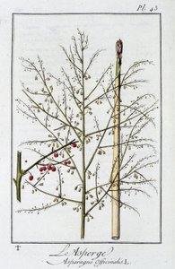 Szparagi (Asparagus Officinalis) - w „Ćwiczeniach z botaniki na użytek handlowców”, pod redakcją J.C. Philibert, Imprimerie de Crapelet, Paryż autorstwa Unknown artist