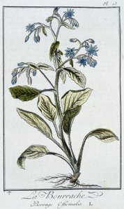 Ogórecznik (Borago Officinalis) - w „Ćwiczeniach z botaniki na użytek handlowców”, napisanym przez J.C. Philiberta, Imprimerie de Crapelet, Paryż autorstwa Unknown artist