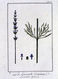 Lawenda pospolita (Lavandula Spica) - w „Ćwiczeniach z botaniki dla handlowców” J.C. Philibert, Imprimerie de Crapelet, Paryż autorstwa Unknown artist