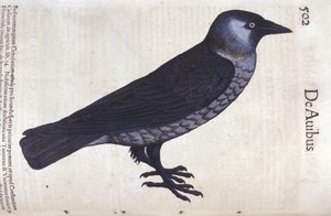 La choucas w Historia Animalium Conrada Gesnera (1516-1565), Tiguri autorstwa Unknown artist