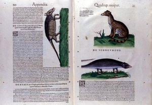 La civette, la hiena i la mangouste, w Historii zwierząt Conrada Gesnera (1516-1565), Tiguri autorstwa Unknown artist