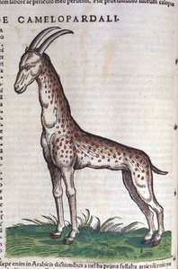 Żyrafa. w Historia Animalium Conrada Gesnera (1516 - 1565), Tiguri autorstwa Unknown artist
