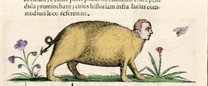 La manticore - w "O naturze potworów powoduje, książka druga" autorstwa Fortunio Chociaż autorstwa Unknown artist