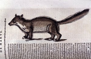 La martre (lub marte) w Historia Animalium de Conrad Gesner (1516-1565), Tiguri autorstwa Unknown artist