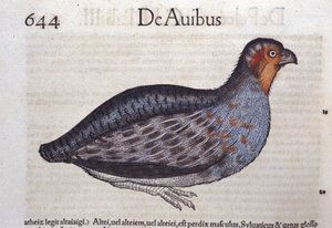 La kuropatwa w Historia Animalium Conrada Gesnera (1516-1565), Tiguri autorstwa Unknown artist
