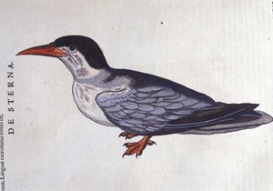 La tern ou swallow des mers w Historia Animalium de Conrad Gesner (1516 - 1565), Tiguri autorstwa Unknown artist