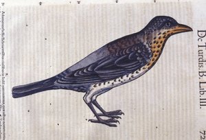 Drozd w Historia Animalium Conrada Gesnera (1516-1565), Tiguri autorstwa Unknown artist