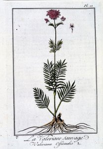 Dziki waleriana - w „Ćwiczeniach z botaniki dla handlowców” J.C. Philiberta, imp. z Crapelet, Paryż autorstwa Unknown artist