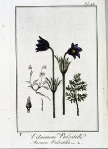 Anemone pulsatilla - w „Ćwiczeniach z botaniki na użytek handlowców”, napisanym przez J.C. Philiberta, Imprimerie de Crapelet, Paryż autorstwa Unknown artist
