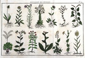Układ liści: w „Flora Françoise”, czyli krótki opis wszystkich roślin naturalnie rosnących we Francji, ułożony według nowej metody analizy, do której przytoczono ich mniej dwuznaczne cnoty w medycynie i ich przydatność w autorstwa Unknown artist