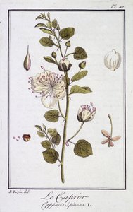 Caprier (Capparis Spinosa) - w „Ćwiczeniach z botaniki na użytek handlowców”, pod redakcją JC Philibert, Imprimerie de Crapelet, Paryż autorstwa Unknown artist