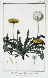 Mniszek pospolity (Leontodon caraxacum) - w „Ćwiczeniach z botaniki na użytek handlowców”, autorstwa J.C. Philiberta, Imprimerie de Crapelet, Paryż autorstwa Unknown artist