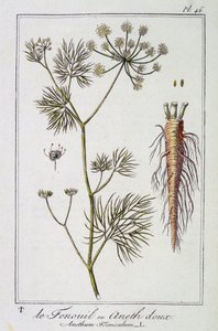 Koper lub Słodki Koper (Anethum Foeniculum) - w „Ćwiczeniach z botaniki na użytek handlowców”, pod redakcją J.C. Philibert, Imprimerie de Crapelet, Paryż autorstwa Unknown artist