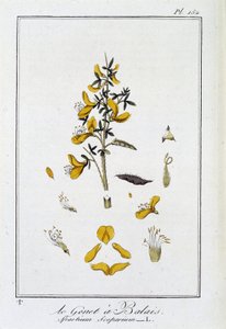 Le Genet a Broom (Spartium Scoparium) - w „Ćwiczeniach z botaniki na użytek handlowców”, pod redakcją J.C. Philibert, Imprimerie de Crapelet, Paryż autorstwa Unknown artist