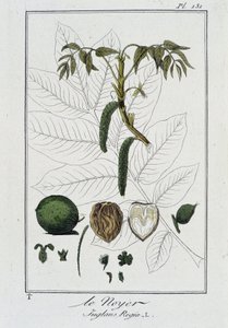 Le Noyer (Juglans Regia) - w „Ćwiczeniach z botaniki na użytek handlowców”, napisanym przez J.C. Philiberta, imp. Crapelet, Paryż autorstwa Unknown artist