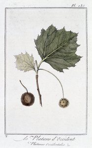 Płaszczyzna zachodnia (Platanus occidentalis) - w „Ćwiczeniach z botaniki na użytek handlowców”, pod redakcją JC Philibert, Imprimerie de Crapelet, Paryż autorstwa Unknown artist