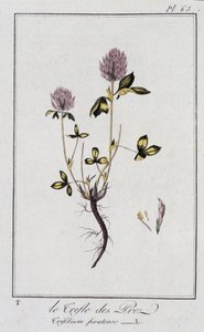 Le Clover des Meadows (Trifolium pratense) - w „Ćwiczeniach z botaniki na użytek handlowców”, pod redakcją J.C. Philibert, Imprimerie de Crapelet, Paryż autorstwa Unknown artist