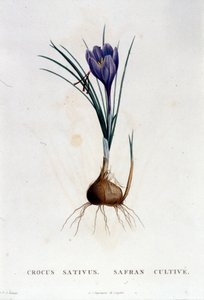 Szafran (Crocus sativus) według Botanique di J. Rousseau, Paryż 1822. autorstwa Unknown artist