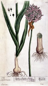 Por - deska botaniczna autorstwa Unknown artist