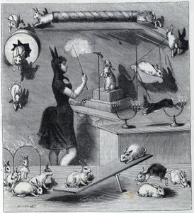 Les rabbits ubiera du Nouveau Cirque w Paryżu: manipulator w kostiumie królika uczy zwierzę różnych liczb. Grawer w „La Nature” 1890. Ze zbiorów prywatnych. autorstwa Unknown artist