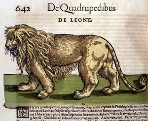 Lew według Historii Animalium Conrada Gesnera, Tiguri 1560. Biblioteca Nazionale Braidense. Mediolan autorstwa Unknown artist