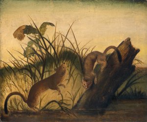 Łasica z długim ogonem, ok. 1845 (olej na płótnie) autorstwa Unknown Artist