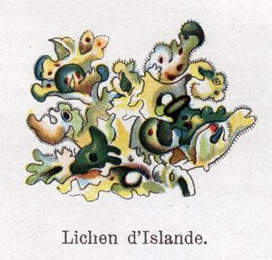 Rośliny lecznicze i spożywcze: Porost islandzki. Grawer w „La medicine naturelle” Friedricha Eduarda Bilza (1842-1922) autorstwa Unknown artist