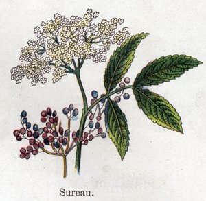 Rośliny lecznicze i spożywcze: czarny bez. Grawer w „La medicine naturelle” Friedricha Eduarda Bilza (1842-1922) autorstwa Unknown artist