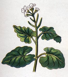 Rośliny lecznicze i spożywcze: zioło ze śpiewakami. Grawer w „La medicine naturelle” Friedricha Eduarda Bilza (1842-1922) autorstwa Unknown artist