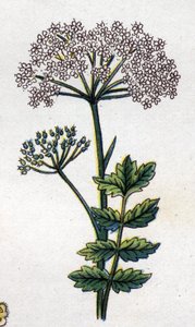 Rośliny lecznicze i spożywcze: duża lokalizacja. Grawer w „La medicine naturelle” Friedricha Eduarda Bilza (1842-1922) autorstwa Unknown artist