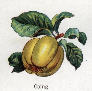 Rośliny lecznicze i spożywcze: pigwa. Grawer w „La medicine naturelle” Friedricha Eduarda Bilza (1842-1922) autorstwa Unknown artist