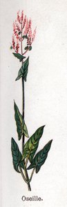 Rośliny lecznicze i spożywcze: szczaw. Grawer w „La medicine naturelle” Friedricha Eduarda Bilza (1842-1922) autorstwa Unknown artist