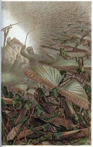 Szarańcza wędrowna - Szarańcza wędrowna (Locust migratoria) - grawer z „Życia zwierząt Brehma” autorstwa Alfreda Edmunda Brehma (1829-1884) autorstwa Unknown artist