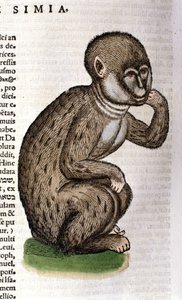 Małpa według Historii Animalium Conrada Gesnera, Tiguri 1560. Biblioteca Nazionale Braidense. Mediolan autorstwa Unknown artist