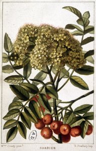 Jarzębina - deska botaniczna autorstwa Unknown artist