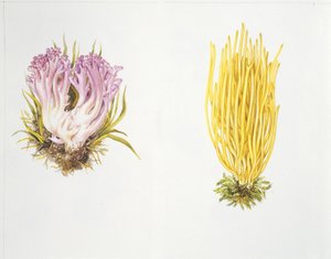 Grzyby autorstwa Unknown artist