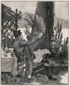 Napoleon Bonaparte (1769-1821) napisał słowo „Battaglia” na pniu drzewa laurowego na wyspie Isola Bella na jeziorze Maggiore (Lago Maggiore), trzy dni przed bitwą pod Marengo w 1800 roku. Rycina z 1885 roku w „” Les arts et metiers illustres” autorstwa Unknown artist