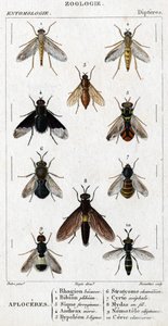 Tablica historii naturalnej. Entomologia. Rodzina muchówek. Aploceres: 1. buk Rhagion; 2. Bion plebejański; 3. Sic żelazisty; 4 Wąglik morio; 5. Hypoleon 63 linie; 6. Kameleon Stratyome; 7; Cyrte acefal; 8. Mydas w drucie; 9. Zgubny nemotele; 10. obojczyk  autorstwa Unknown artist