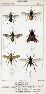 Tablica historii naturalnej. Entomologia. Rodzina muchówek. Sklerostomy: 6. Stomoks szary; 7. dziobaty rhingia; 8. Oślepiający Chryzopside; 8a. profil głowy; 9. Taon Murzyn; 9a. szef profilu; 10. Azyl Craboniforme; 10 a. szef profilu; 11. Emboidalne owłosi autorstwa Unknown artist