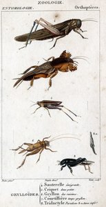 Tablica historii naturalnej. Entomologia. Rodzina ortopterów. Grylloides: 4. Emigrujący konik polny; 5. Konik polny dwa punkty; 6. Gryllon z kuchni; 7. Rosół z kretów Gryllon; 8. Paradoks tridaktylowy; 8a. dolny stęp. autorstwa Unknown artist