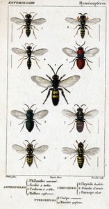 Tablica historii naturalnej. Entomologia. Rodzina błonkoskrzydłych. Antofile: 1. Korona filanty; 2. Scoile 4 miejsca; 3. Kraron przesiewowy; 4 Ruficorn Melline. Chryside: 5. Lucidulous Chryside; 6. Omalum mózgu; 7. Miąższ Parnope. Pterodyple: 8. wspólny ob autorstwa Unknown artist