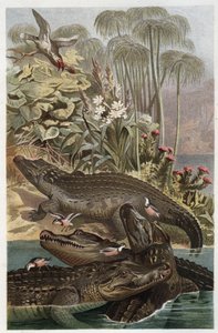 Krokodyl nilowy - Krokodyl nilowy (Crocodylus niloticus) - grawer z „„Życie zwierząt Brehma”” autorstwa Alfreda Edmunda Brehma (1829-1884) autorstwa Unknown artist