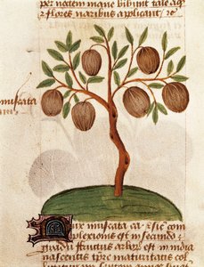 Gałka muszkatołowa, Opis roślin leczniczych i sposób ich przygotowania. Strona z rękopisu „Traktat o ziołach” (Tractatus de herbis) Pedaniusa Dioscoridesa autorstwa Unknown artist