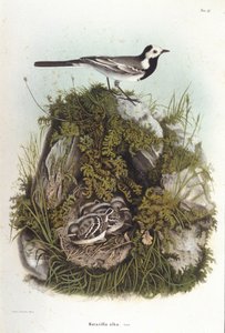 Ornitologia: szara bergeronnet (motacilla alba) w pobliżu gniazda młodych. XIX-wieczna rada zoologiczna autorstwa Unknown artist