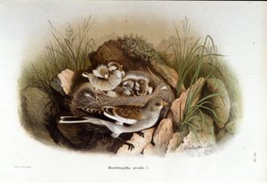 Ornitologia: alpejski niverrolle w pobliżu gniazda młodych. autorstwa Unknown artist