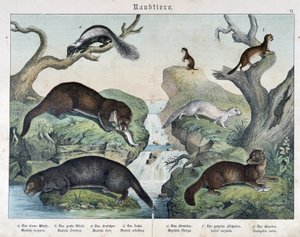 Wydry, fretki, łasice... - w „Naturalne historie ssaków”, wyd. Schreiber autorstwa Unknown artist