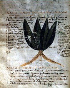 Strona rękopisu Apuleusza (Lucjusza Apulejusza) (ok. 125-ok. 180), "O sile ziół", VIII lub IX wiek. Lucca, Biblioteka Rządowa. autorstwa Unknown artist