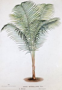 Palm Cocos Weddelliana (Brazylia) - Tablica botaniczna autorstwa Unknown artist
