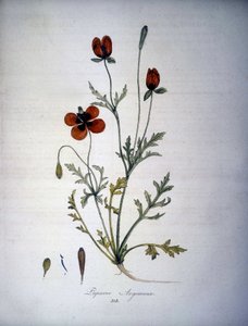 Papaver Argemone (Kwiat i roślina maku argemonowego). Zielnik z XIX wieku. autorstwa Unknown artist